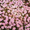 Vinca  'Cooler Blush'