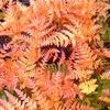 Dryopteris erythrosora