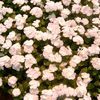 Vinca  'Cooler Coconut'