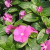 Vinca  'Cooler Deep Orchid'