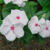 Vinca 'Cooler Peppermint'