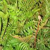 Osmunda cinnamonea