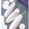 Eggplant  'Lavender Touch'