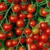 Tomato 'Cherry Red'
