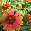 Gaillardia x 'Goblin (Kobold) Gaillardia'