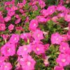 Petunia  'Easy Wave Purple'