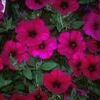 Petunia 'Wave Purple'