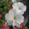 Petunia  'Easy Wave White'