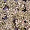 Alternanthera  'Snow Queen'