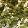 Bacopa  'White'