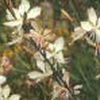 Gaura x 'Whirling Butterflies'