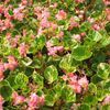 Begonia wax 'Charm Pink'