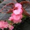 Begonia wax 'Double Pink'