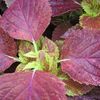 Coleus Sunlover 'Alabama Sunset'
