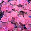 Coleus Sunlover 'Red Ruffle'
