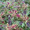 Coleus Sunlover 'Super Ducksfoot'