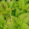 Coleus Sunlover 'Gay's Delight'