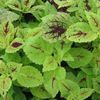 Coleus Sunlover 'Pineapplette'
