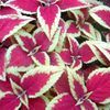 Coleus Sunlover 'Oxblood'
