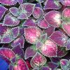 Coleus Sunlover 'Solar Sunrise'