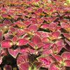 Coleus Sunlover 'Candy Store'