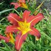 Hemerocallis  'Autumn Red'