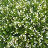 Mexican Heather  'White'