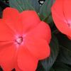 New Guinea Impatien 'Magnum Orange'