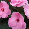 New Guinea Impatien 'Magnum Hot Pink'