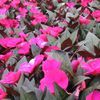 New Guinea Impatien 'Magnum Purple'