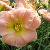 Hemerocallis  'Barbara Mitchell'