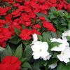New Guinea Impatien 'Magnum Dark Red'