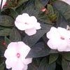 New Guinea Impatien 'Magnum White Blush'