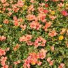 Purslane (Portulaca) 'Apricot'