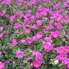 Purslane (Portulaca) 'Rose'