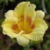 Hemerocallis  'Black Eye Stella'