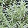 Rosemarinus officinalis 'Salem'