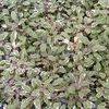 Salvia officinalis 'Tricolor'