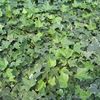 Hedera helix 'Needlepoint'