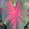 Caladium hortulanum 'Red'