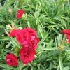 Carnation  'Red'