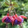 Fuchsia  'Dark Eyes'