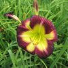 Hemerocallis  'Night Beacon'