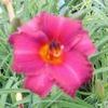 Hemerocallis  'Purple D Oro'