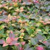 Alternanthera  'Multicolor'