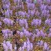 Ajuga  'Chocolate Chip'