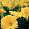 Hemerocallis  'Stella D Oro'
