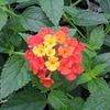 Lantana  'Dallas Red'