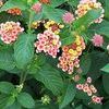 Lantana  'Lady Olivia'