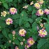 Lantana  'Pink Caprice'
